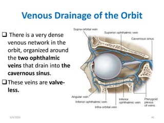 Venous Drainage of the Orbit
 There is a very dense
venous network in the
orbit, organized around
the two ophthalmic
veins that drain into the
cavernous sinus.
These veins are valve-
less.
5/4/2020 45
 