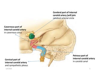5/4/2020 5
Cerebral part of internal
carotid artery (will join
cerebral arterial circle
Cavernous part of
internal carotid artery
in cavernous sinus
Petrous part of
internal carotid artery
in carotid canal
Cervical part of
internal carotid artery
and sympathetic plexus
 