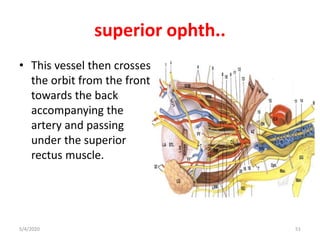 superior ophth..
• This vessel then crosses
the orbit from the front
towards the back
accompanying the
artery and passing
under the superior
rectus muscle.
5/4/2020 51
 