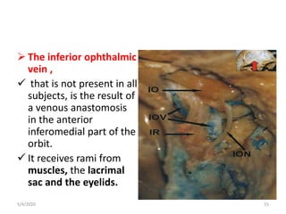  The inferior ophthalmic
vein ,
 that is not present in all
subjects, is the result of
a venous anastomosis
in the anterior
inferomedial part of the
orbit.
 It receives rami from
muscles, the lacrimal
sac and the eyelids.
5/4/2020 55
 