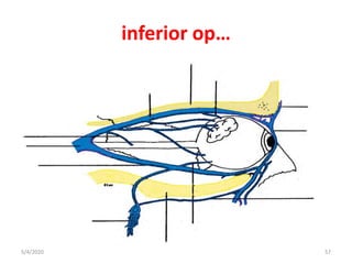 inferior op…
5/4/2020 57
 