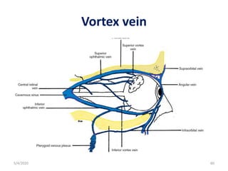 Vortex vein
5/4/2020 60
 