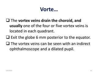 Vorte…
 The vortex veins drain the choroid, and
usually one of the four or five vortex veins is
located in each quadrant.
 Exit the globe 6 mm posterior to the equator.
 The vortex veins can be seen with an indirect
ophthalmoscope and a dilated pupil.
5/4/2020 61
 