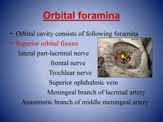 Orbital foramina
• Orbital cavity consists of following foramina:
• Superior orbital fissure:
lateral part-lacrimal nerve
frontal nerve
Trochlear nerve
Superior ophthalmic vein
Meningeal branch of lacrimal artery
Anastmotic branch of middle meningeal artery.
 