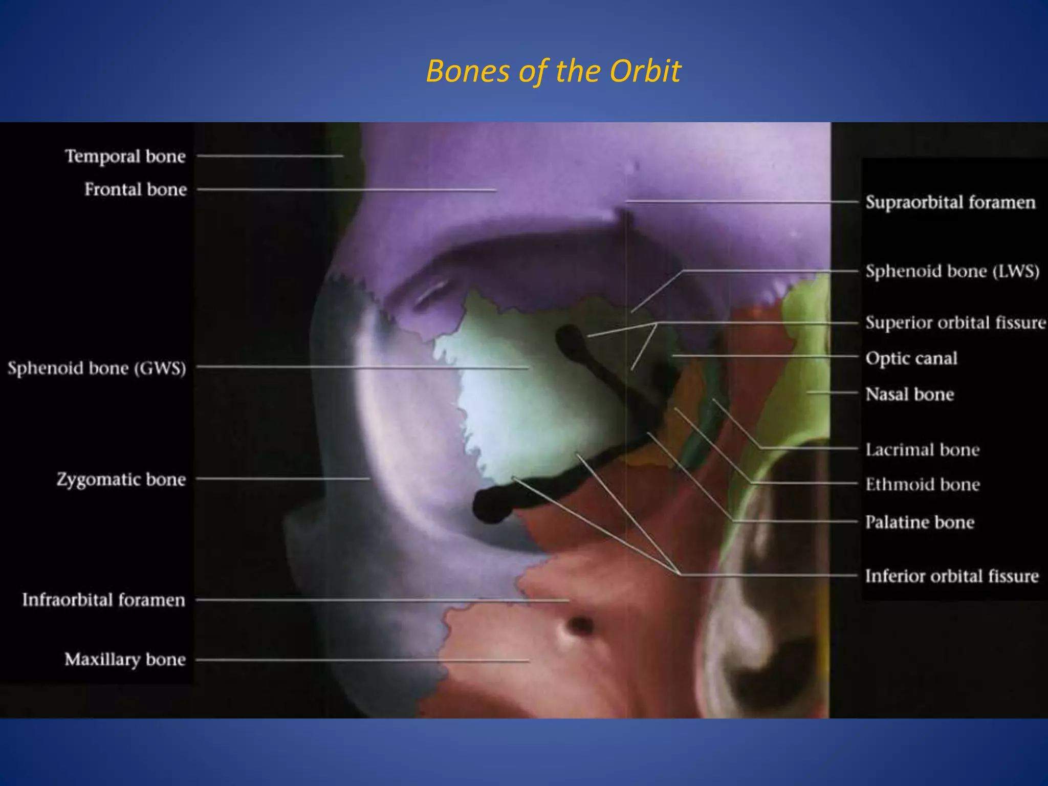 Orbit imaging anatomy | PPTX