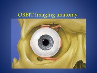 ORBIT Imaging anatomy
 