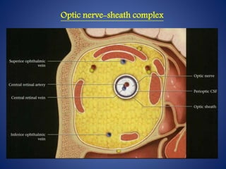 Optic nerve-sheath complex
 