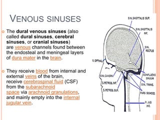 VENOUS SINUSES
 The dural venous sinuses (also
called dural sinuses, cerebral
sinuses, or cranial sinuses)
are venous channels found between
the endosteal and meningeal layers
of dura mater in the brain.
 They receive blood from internal and
external veins of the brain,
receive cerebrospinal fluid (CSF)
from the subarachnoid
space via arachnoid granulations,
and mainly empty into the internal
jugular vein.
 