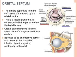 ORBITAL SEPTUM
 The orbit is separated from the
soft tissue of the eyelid by the
orbital septum.
 This is a fascial plane that is
continuous with the periosteum of
the facial bones.
 Orbital septum inserts into the
tarsal plate of the upper and lower
eyelids.
 It proves to be an effective barrier
that prevents the spread of
infection from the eyelids
posteriorly to the orbit
 