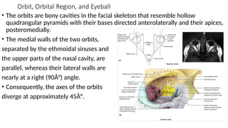 ORBITS3.pptx HUMAN ANATOMY HEAD AND NECK | PPTX
