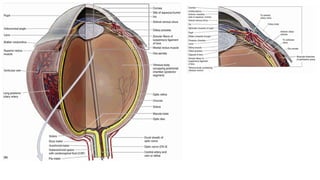 ORBITS3.pptx HUMAN ANATOMY HEAD AND NECK | PPTX