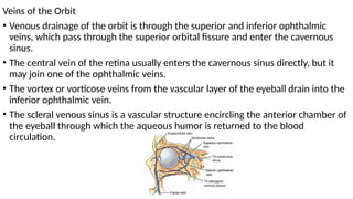 ORBITS3.pptx HUMAN ANATOMY HEAD AND NECK | PPTX