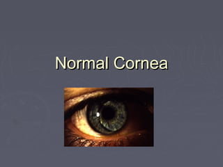 Normal CorneaNormal Cornea
 