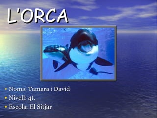L’ORCAL’ORCA
• Noms: Tamara i DavidNoms: Tamara i David
• Nivell: 4t.Nivell: 4t.
• Escola: El SitjarEscola: El Sitjar
 