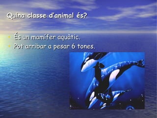 Quina classe d’animal és?Quina classe d’animal és?
• És un mamífer aquàtic.És un mamífer aquàtic.
• Pot arribar a pesar 6 tones.Pot arribar a pesar 6 tones.
 