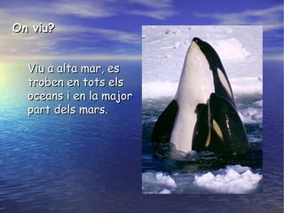 On viu?On viu?
• Viu a alta mar, esViu a alta mar, es
troben en tots elstroben en tots els
oceans i en la majoroceans i en la major
part dels mars.part dels mars.
 