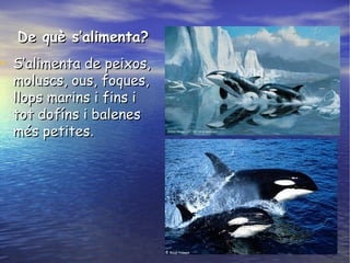 De què s’alimenta?De què s’alimenta?
• S’alimenta de peixos,S’alimenta de peixos,
moluscs, ous, foques,moluscs, ous, foques,
llops marins i fins illops marins i fins i
tot dofíns i balenestot dofíns i balenes
més petitesmés petites..
 