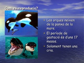 Com es reprodueix?Com es reprodueix?
• Les orques neixenLes orques neixen
de la panxa de lade la panxa de la
mare.mare.
• El període deEl període de
gestació és d’uns 17gestació és d’uns 17
mesos.mesos.
• Solament tenen unaSolament tenen una
cria.cria.
 