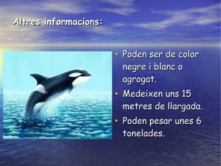 • Poden ser de colorPoden ser de color
negre i blanc onegre i blanc o
agrogat.agrogat.
• Medeixen uns 15Medeixen uns 15
metres de llargada.metres de llargada.
• Poden pesar unes 6Poden pesar unes 6
tonelades.tonelades.
Altres informacions:Altres informacions:
 
