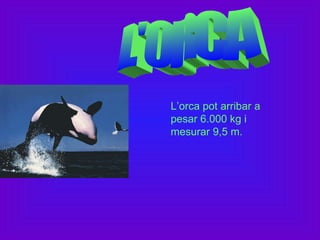 L’orca pot arribar a
pesar 6.000 kg i
mesurar 9,5 m.
 