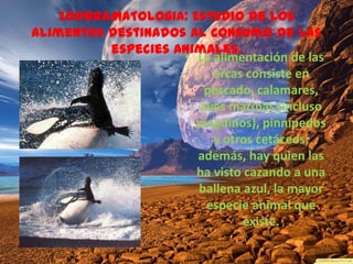 ZOOBRAMATOLOGIA: Estudio de los
alimentos destinados al consumo de las
          especies animales.
                    • La alimentación de las
                         orcas consiste en
                        pescado, calamares,
                       aves marinas (incluso
                      pingüinos), pinnípedos
                         y otros cetáceos;
                      además, hay quien las
                      ha visto cazando a una
                      ballena azul, la mayor
                        especie animal que
                               existe.
 
