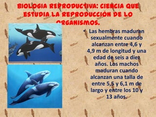 BIOLOGIA REPRODUCTIVA: Ciencia que
  estudia la reproducción de lo
           organismos.
                  • Las hembras maduran
                     sexualmente cuando
                      alcanzan entre 4,6 y
                   4,9 m de longitud y una
                       edad de seis a diez
                       años. Los machos
                        maduran cuando
                    alcanzan una talla de
                      entre 5,5 y 6,1 m de
                     largo y entre los 10 y
                            13 años.
 