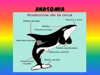 ANATOMIA
 