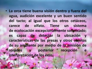 • La orca tiene buena visión dentro y fuera del
  agua, audición excelente y un buen sentido
  del tacto; al igual que los otros cetáceos,
  carece de olfato. Tiene un sistema
  de ecolocación excepcionalmente sofisticado;
  es capaz de detectar la ubicación y
  características de las presas y otros objetos
  de su ambiente por medio de la emisión de
  sonidos      y    posterior    recepción    e
  interpretación de los ecos.
 