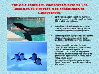 ETOLOGIA: Estudia el comportamiento de los
  animales en libertad o en condiciones de
                laboratorio.
                      •   Spyhopping: Sacan su cabeza fuera del
                          agua y "espían" rotando su cabeza hasta
                          360 grados sobre el agua.

                      •   Breaching: Saltos fuera del agua con el
                          cuerpo completamente fuera y con un
                          consecuente golpe sobre la superficie.

                      •   Lobtailing: Sacan y golpean su cola contra
                          el agua. Slapping: golpean sus aletas
                          pectorales contra la superficie del agua.

                      •     La organización social es del tipo
                          "Matriarcado", donde los miembros de
                          un Pod tienen un alto grado de
                          parentesco. Se Un Pod es un grupo de
                          miembros emparentados y es estable de
                          generación a generación. Cuando dos o
                          más pods se juntas
                          temporariamente, este nuevo grupo se
                          llama "superpod" y puede tener más de
                          150 orcas.
                      •
 