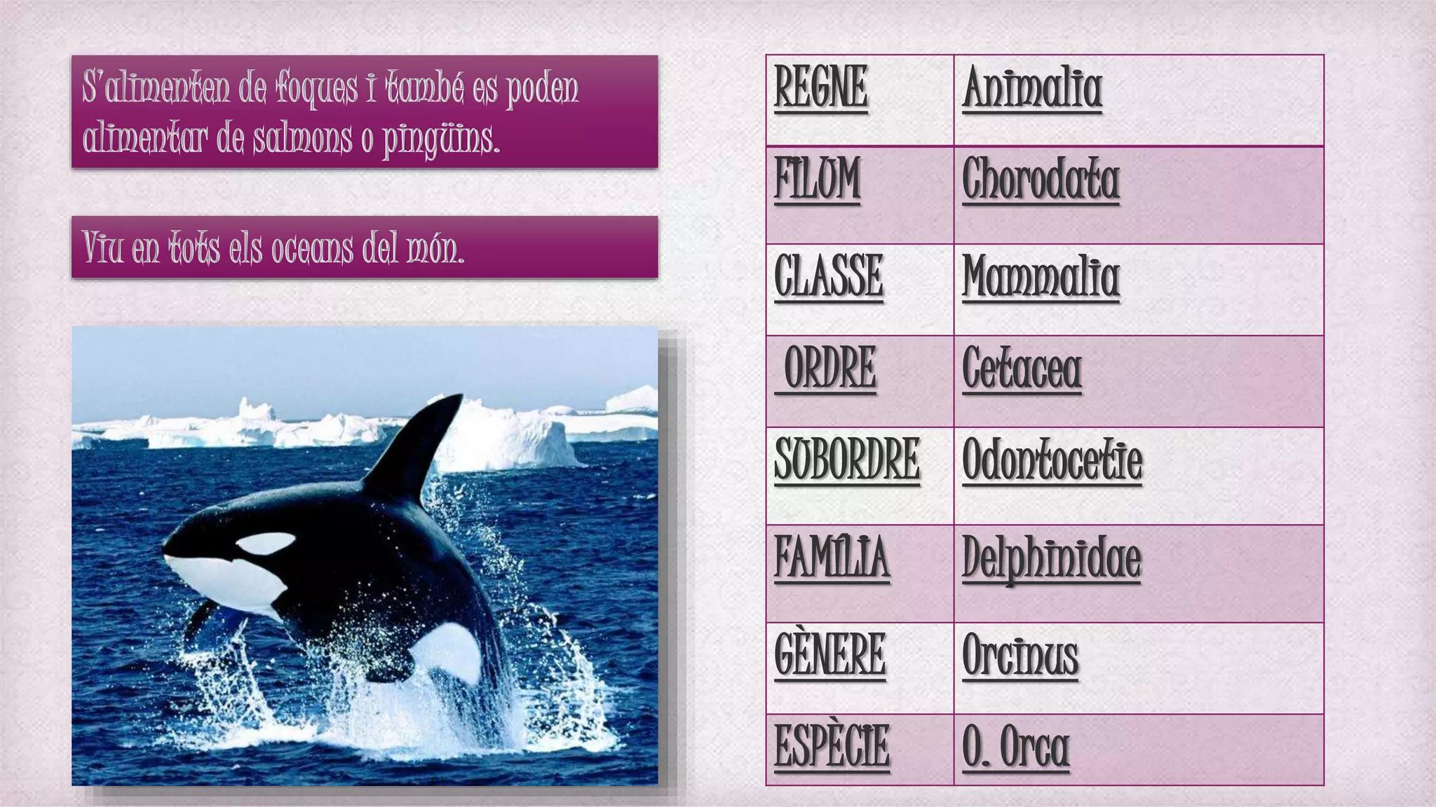 S’alimenten de foques i també es poden
alimentar de salmons o pingüins.
Viu en tots els oceans del món.
REGNE Animalia
FILUM Chorodata
CLASSE Mammalia
ORDRE Cetacea
SUBORDRE Odontocetie
FAMÍLIA Delphinidae
GÈNERE Orcinus
ESPÈCIE O. Orca
 