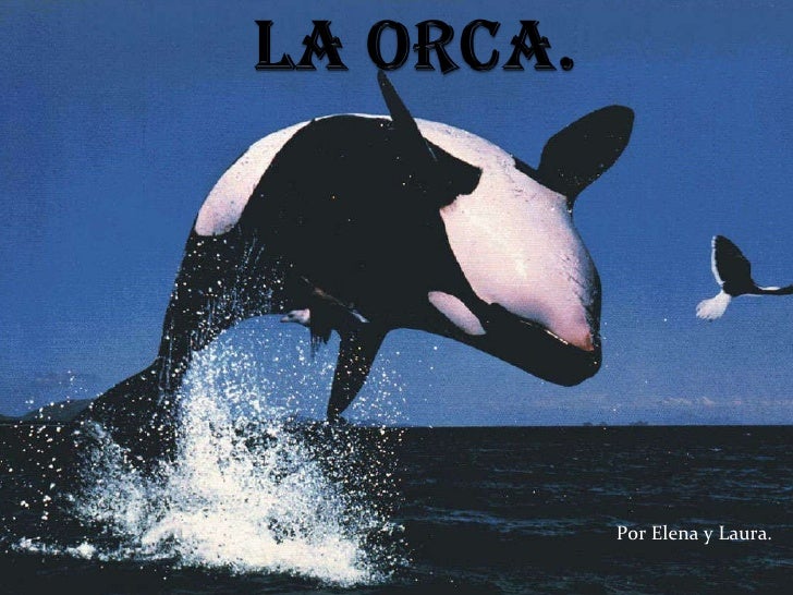 La orca