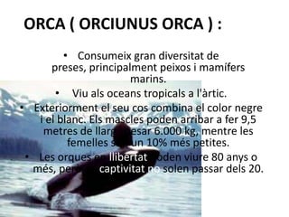 ORCA ( ORCIUNUS ORCA ) :
• Consumeix gran diversitat de
preses, principalment peixos i mamífers
marins.
• Viu als oceans tropicals a l'àrtic.
• Exteriorment el seu cos combina el color negre
i el blanc. Els mascles poden arribar a fer 9,5
metres de llarg i pesar 6.000 kg, mentre les
femelles són un 10% més petites.
• Les orques en llibertat poden viure 80 anys o
més, però en captivitat no solen passar dels 20.
 