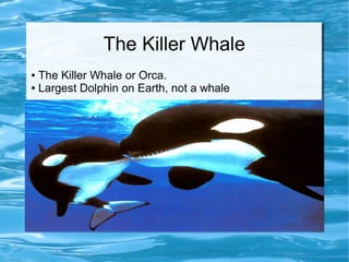The Killer Whale 
● The Killer Whale or Orca. 
● Largest Dolphin on Earth, not a whale 
 