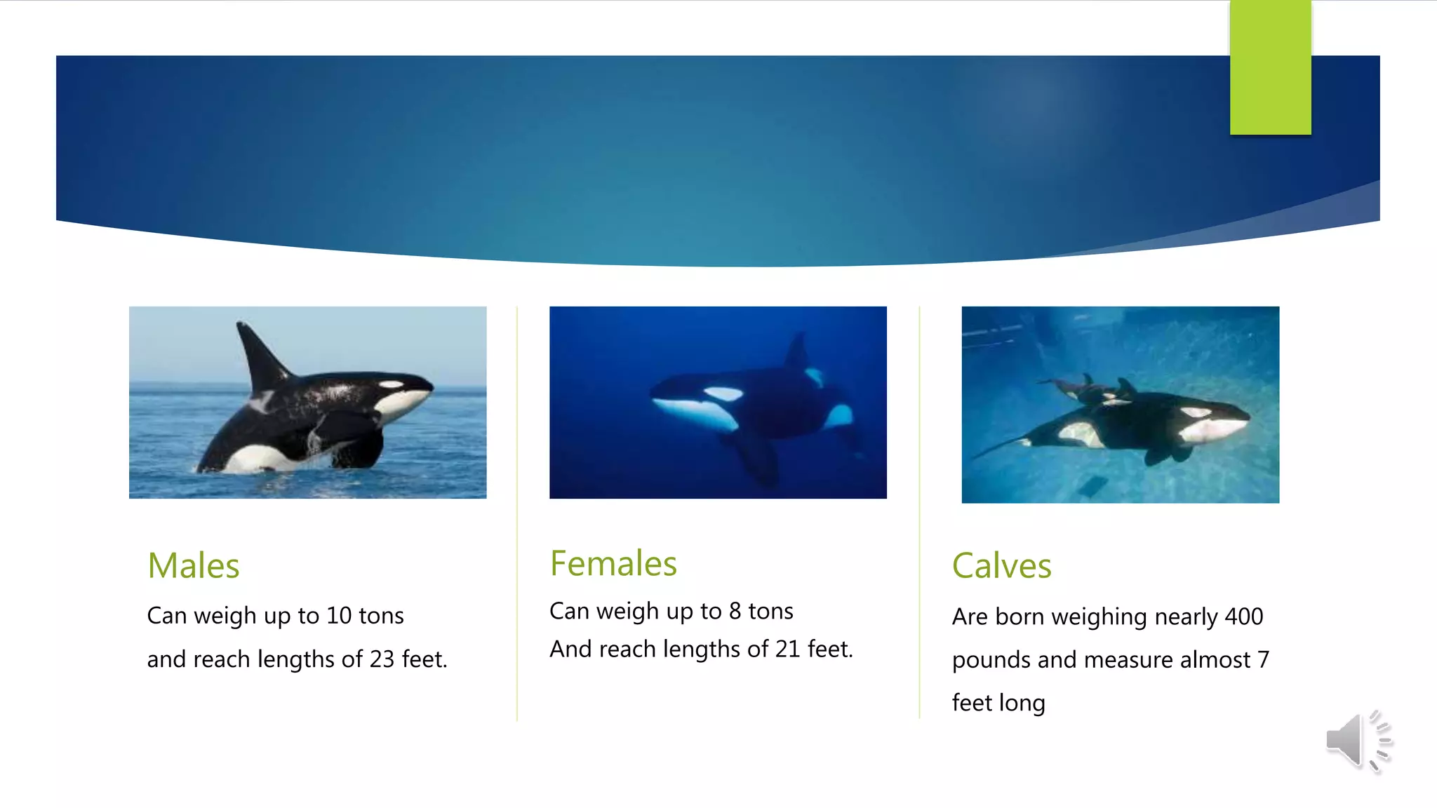 Males
Can weigh up to 10 tons
and reach lengths of 23 feet.
Females
Can weigh up to 8 tons
And reach lengths of 21 feet.
Calves
Are born weighing nearly 400
pounds and measure almost 7
feet long
 