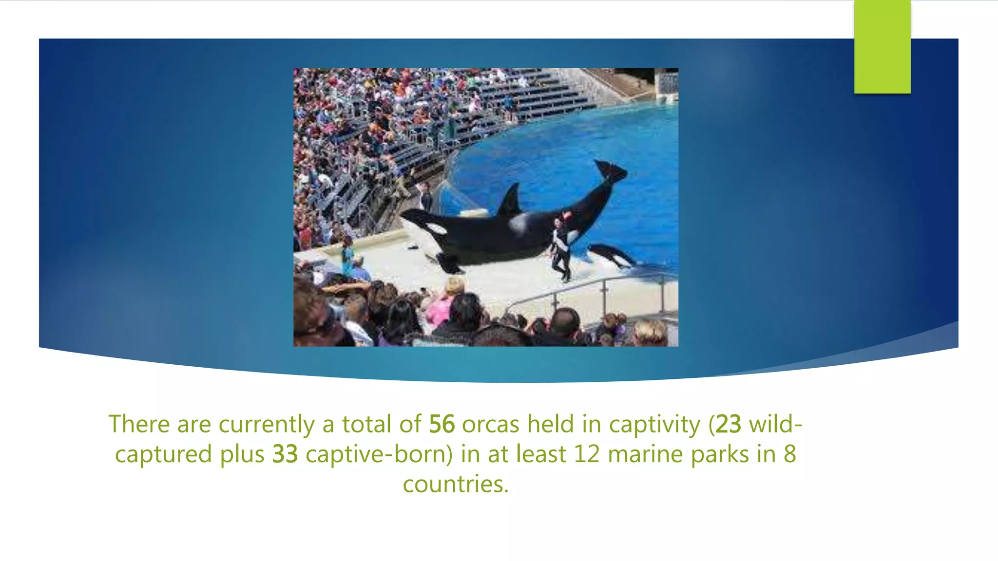 There are currently a total of 56 orcas held in captivity (23 wild-
captured plus 33 captive-born) in at least 12 marine parks in 8
countries.
 
