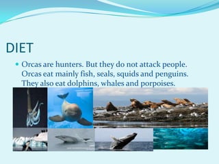 Orcas by alan c. | PPT | Free Download