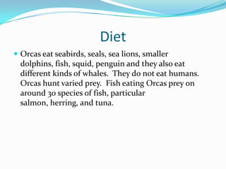 Diet
 Orcas eat seabirds, seals, sea lions, smaller
dolphins, fish, squid, penguin and they also eat
different kinds of whales. They do not eat humans.
Orcas hunt varied prey. Fish eating Orcas prey on
around 30 species of fish, particular
salmon, herring, and tuna.
 
