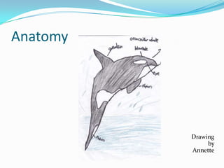 Anatomy
Drawing
by
Annette
 