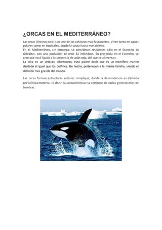 ¿ORCAS EN EL MEDITERRÁNEO?
Las orcas (Orcinus orca) son uno de los cetáceos más fascinantes. Viven tanto en aguas
polares como en tropicales, desde la costa hasta mar abierto.
En el Mediterráneo, sin embargo, se consideran residentes sólo en el Estrecho de
Gibraltar, con una población de unos 32 individuos. Su presencia en el Estrecho, se
cree que está ligada a la presencia de atún rojo, del que se alimentan.
La orca es un cetáceo odontoceto, esto quiere decir que es un mamífero marino
dentado al igual que los delfines. De hecho, pertenecen a la misma familia, siendo el
definido más grande del mundo.
Las orcas forman estructuras sociales complejas, donde la descendencia es definida
por la línea materna. Es decir, la unidad familiar se compone de varias generaciones de
hembras.
 