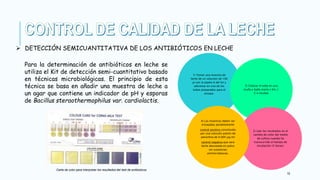 19
 DETECCIÓN SEMICUANTITATIVA DE LOS ANTIBIÓTICOS EN LECHE
Para la determinación de antibióticos en leche se
utiliza el Kit de detección semi-cuantitativo basado
en técnicas microbiológicas. El principio de esta
técnica se basa en añadir una muestra de leche a
un agar que contiene un indicador de pH y esporas
de Bacillus steraothermophilus var. cardiolactis.
Carta de color para interpretar los resultados del test de antibioticos
1) Tomar una muestra de
leche de un volumen de 100
µl con la pipeta d del kit y
adicionar en uno de los
tubos preparados para el
ensayo.
2) Colocar el tubo en una
esufa o baño maría s 64±1
C e incubar
3) Leer los resultados en el
cambio de color del medio
de cultivo cuando ha
transcurrido el tiempo de
incubación (3 horas).
4) Las muestras deben ser
ensayadas paralelamente
control positivo constituido
por una solución patrón de
penicilina de 0.004 µg/ml
control negativo que será
leche desnatada en polvo
sin sustancias
antimicrobianas.
 