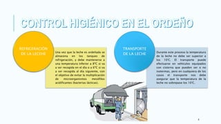 8
Una vez que la leche es ordeñada se
almacena en los tanques de
refrigeración, y debe mantenerse a
una temperatura inferior a 8ºC si va
a ser recogida en el día o a 6ºC si va
a ser recogida al día siguiente, con
el objetivo de evitar la multiplicación
de microorganismos mesófilos
acidificantes (bacterias lácticas).
REFRIGERACIÓN
DE LA LECEHE
Durante este proceso la temperatura
de la leche no debe ser superior a
los 10°C. El transporte puede
efectuarse en vehículos equipados
con cisterna que pueden ser o no
isotermas, pero en cualquiera de los
casos el transporte nos debe
asegurar que la temperatura de la
leche no sobrepase los 10°C.
TRANSPORTE
DE LA LECHE
 