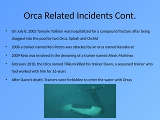 Orca Slide Orcas in Captivity: Problems and Future Solutions | PPTX