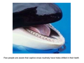 Few people are aware that captive orcas routinely have holes drilled in their teeth  