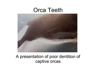Orca Teeth A presentation of poor dentition of captive orcas 