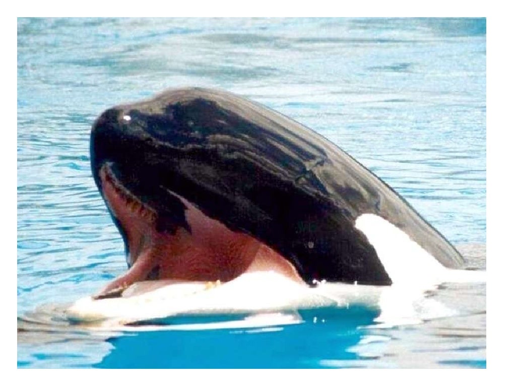 Orca Teeth and Poor Oral Health