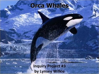 Orca Whales Inquiry Project #3 by Lynsey Wilkie 