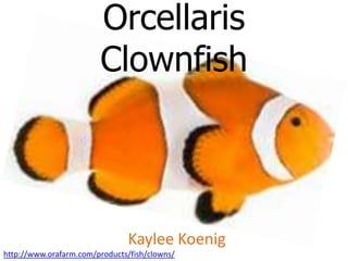 Orcellaris
                        Clownfish



                                Kaylee Koenig
http://www.orafarm.com/products/fish/clowns/
 