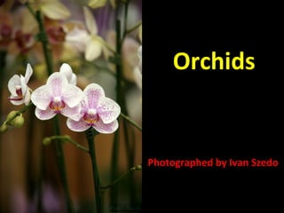 Orchids

Photographed by Ivan Szedo

 