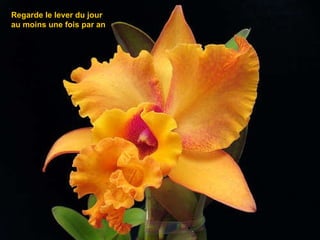 Regarde le lever du jour  au moins une fois par an   