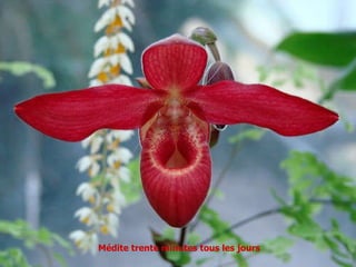 Médite trente minutes tous les jours 